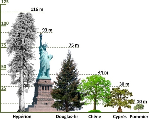 tree heights
